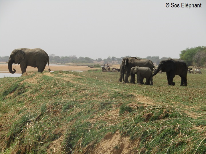 SOS Eléphants au service des pachydermes et des aires protégées au Tchad
